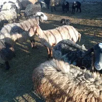 شیشک اول زا|حیوانات مزرعه|سبزوار, قصبه شرقی|دیوار