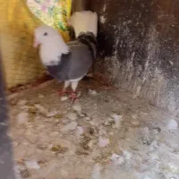 حیوانات خوب عالی