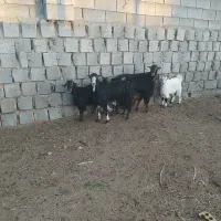 بز کره دار جوان ناز