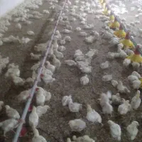 جوجه گوشتی راس|حیوانات مزرعه|اهواز, پردیس|دیوار