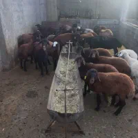 بره ماده افشار وترکی سبک|حیوانات مزرعه|مرودشت, ده بید|دیوار