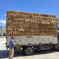 کاه گندم  امسال