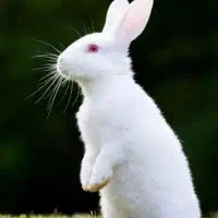 خرگوش