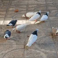 فروش کبوتر پرشی وزمینی