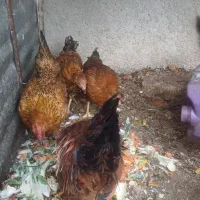 مرغ محلی تخم گذار|حیوانات مزرعه|جغتای, |دیوار