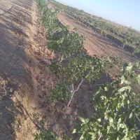 باغ پسته|فروش دفتر صنعتی، کشاورزی، تجاری|کویرات, |دیوار