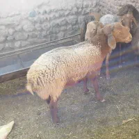 سلام 5عدد بره نر به فروش می‌رسد