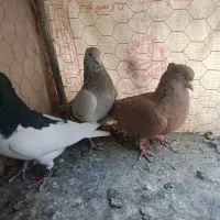 کبوتر|پرنده|مرودشت, بیست متری بیمارستان|دیوار