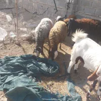 بره های چاق