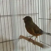 قناری یلو و سبز.|پرنده|بندرعباس, |دیوار