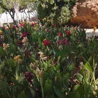 پخش انواع گل‌های آپارتمانی