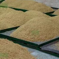 تولید و فروش جوانه گندم مخصوص سمنو