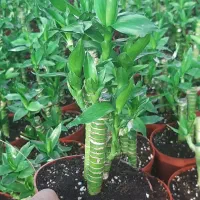 لوتوس آبی لوتوس خاکی|گل و گیاه طبیعی|شریفآباد, |دیوار