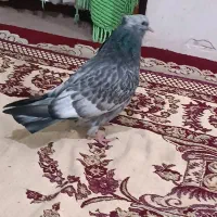 کبوتر پرشی دانه 500