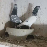 کبوتر پاکستانی