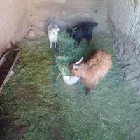 کره نر|حیوانات مزرعه|نگار, |دیوار