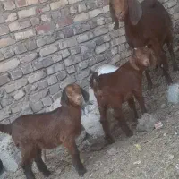 بز زایده و بز ابست