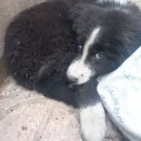 سگ واگزاری|سگ|سنندج, |دیوار