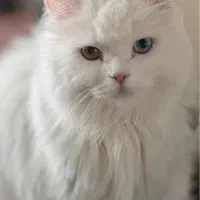 گربه پرشین چشم هیتروکروما|گربه|کرمان, |دیوار