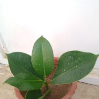 گلهای زیبا|گل و گیاه طبیعی|تبریز, |دیوار