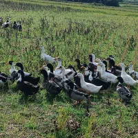 اردک گوشتی و تخم گذار