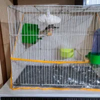 فنچ با قفس لوازم