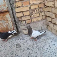 ماده|پرنده|آبادان, |دیوار