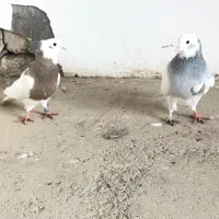 کبوتر طوقی|پرنده|سقز, |دیوار