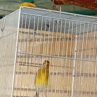 سهره|پرنده|شیراز, کوشک میدان|دیوار