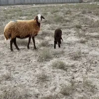 گوسفند بره دار