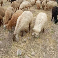 فروش گوسفند و بز|حیوانات مزرعه|اهر, |دیوار