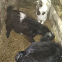 قیمت ۱۵ ملیون روستای هالان|حیوانات مزرعه|صحنه, |دیوار