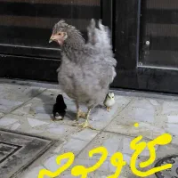 مرغ و خروس گلین با جوجه هاش
