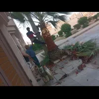 بریدن درخت و نخل و هرس نخل و تقویت و سمپاشی نخل|خدمات باغبانی و درختکاری|اهواز, نادری|دیوار