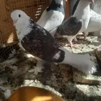 کفتر پشت دار نرو ماده