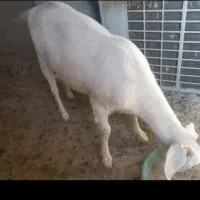 بزسانن|حیوانات مزرعه|پاکدشت, پاکدشت (مامازند)|دیوار