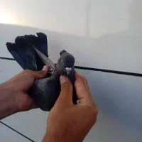 کبوتر|پرنده|کوهدشت, |دیوار