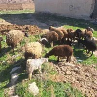 فروش گوسفند