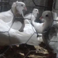 رنگی|پرنده|دزفول, |دیوار