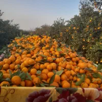 پانصد کیلو نارنگی ژاپنی شیرین و درشت|خوردنی و آشامیدنی|ارطه, |دیوار