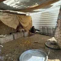 مرغ کردی|حیوانات مزرعه|سقز, |دیوار