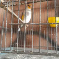 سره|پرنده|بهارستان, |دیوار