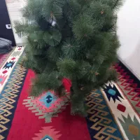 درخت کاج تزیینی