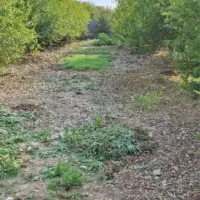 فروش معاوضه باخودرو1470متر باغچه/کدآگهی10597/nikan|فروش دفتر صنعتی، کشاورزی، تجاری|شوش, |دیوار