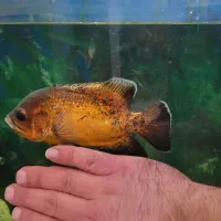 ماهی اسکار|ماهی|قزوین, |دیوار