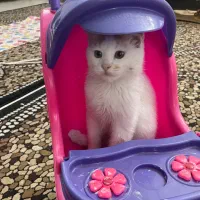 واگذاری گربه نر