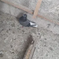 گفتر پرشی|پرنده|شهر ری, دولتآباد|دیوار