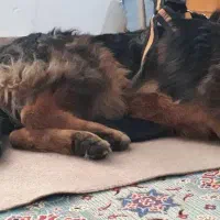 ژرمن بلک فیس