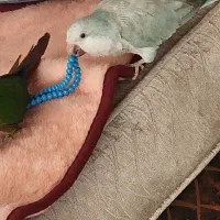 راهب (طوطی)گمشده*مژدگانی*