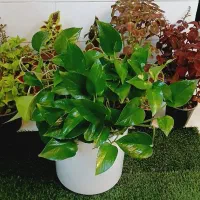 گل یوکا بنسای آگلونما پتوس لیراتا فیکوس آلتیسما|گل و گیاه طبیعی|قم, سنگ بند|دیوار